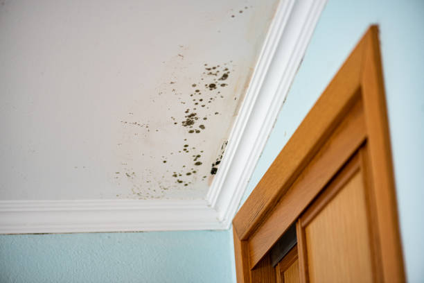 Attic Mold Removal in Mason City, IL